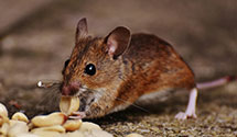 24 Hour & Emergency Exterminators in Sanford, ME